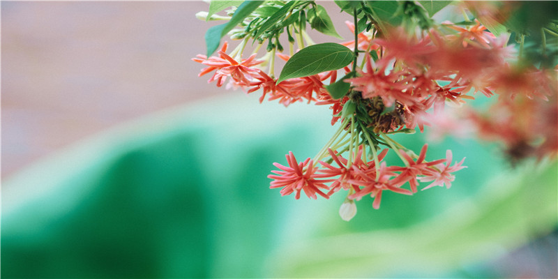 被误认为是香港人的内地明星,有人是山东人,有人是河南和浙江人