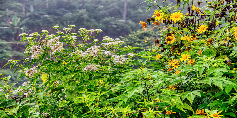 单身男梦见有女朋友了(单身男梦见有女朋友了还很甜)