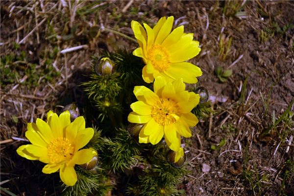 二十四节气之春分(二十四节气中的春分是什么意思)
