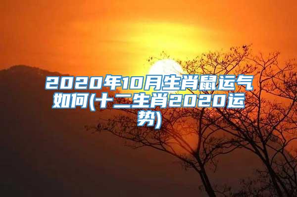 2020年10月生肖鼠运气如何(十二生肖2020运势)