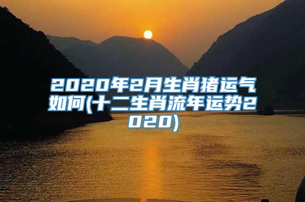 2020年2月生肖猪运气如何(十二生肖流年运势2020)