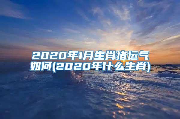 2020年1月生肖猪运气如何(2020年什么生肖)