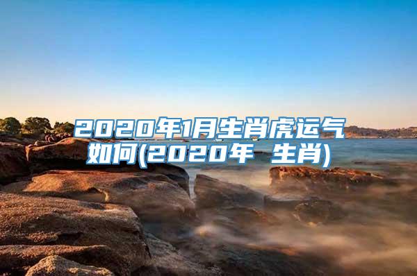 2020年1月生肖虎运气如何(2020年 生肖)