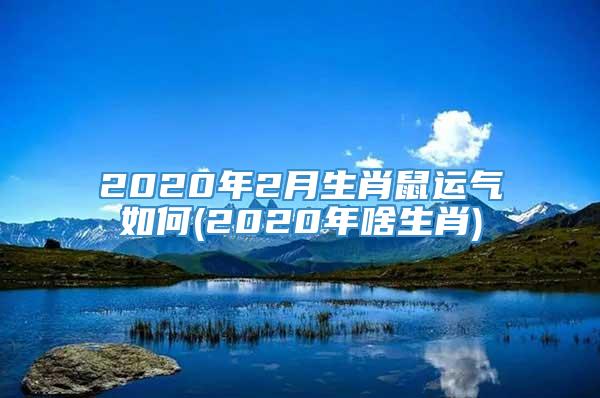 2020年2月生肖鼠运气如何(2020年啥生肖)