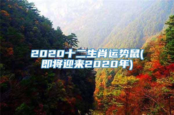 2020十二生肖运势鼠(即将迎来2020年)