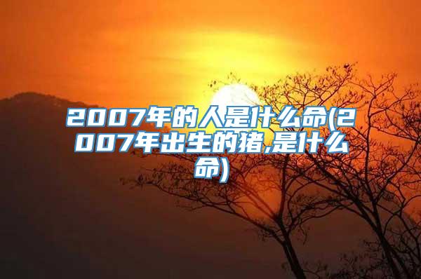 2007年的人是什么命(2007年出生的猪,是什么命)