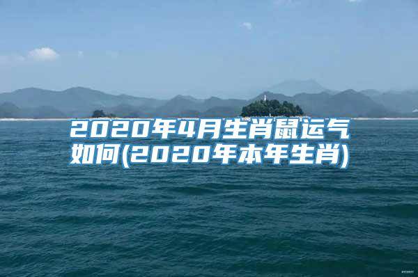 2020年4月生肖鼠运气如何(2020年本年生肖)