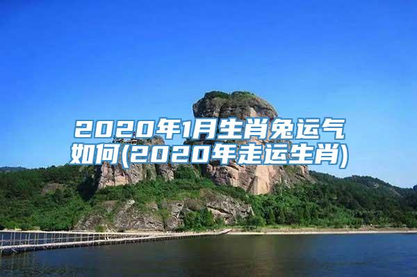 2020年1月生肖兔运气如何(2020年走运生肖)