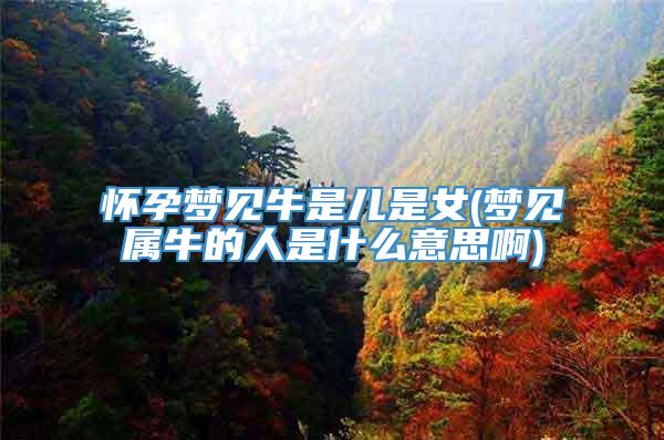怀孕梦见牛是儿是女(梦见属牛的人是什么意思啊)