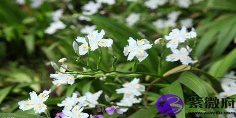 丙寅年今年多少岁(丙寅年是指哪一年)