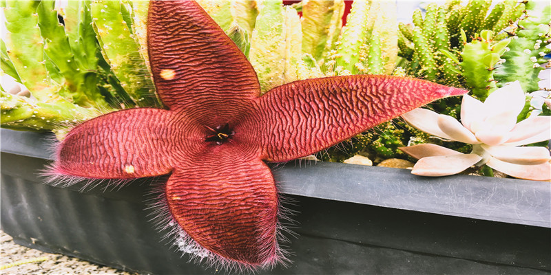 2017鸡宝宝出生时辰好(丁酉日哪个时辰出生好)