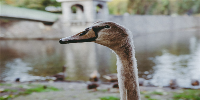 媛媛妈教语文:人教版三年级语文下册第七单元知识点