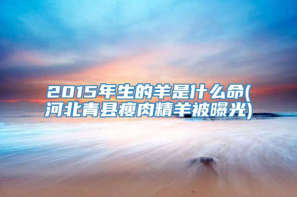2015年生的羊是什么命(河北青县瘦肉精羊被曝光)
