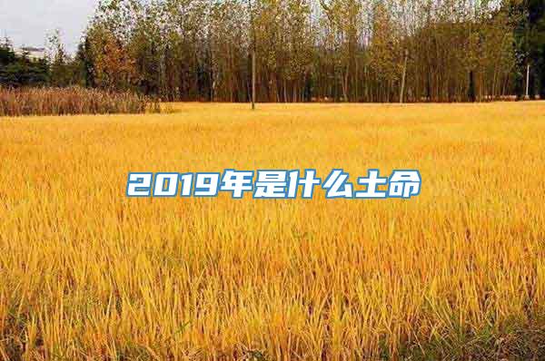 2019年是什么土命