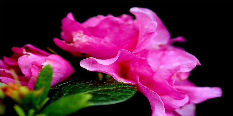 73年属牛50岁后命运(属牛1973年女几次婚姻)