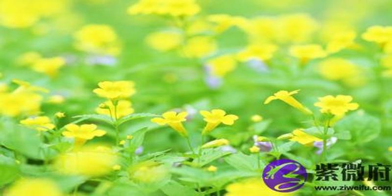 命带华盖的相貌 命中带有华盖