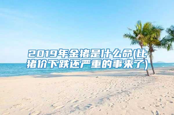 2019年金猪是什么命(比猪价下跌还严重的事来了)