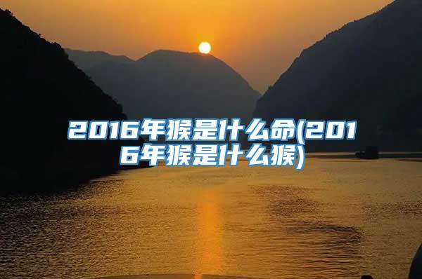 2016年猴是什么命(2016年猴是什么猴)