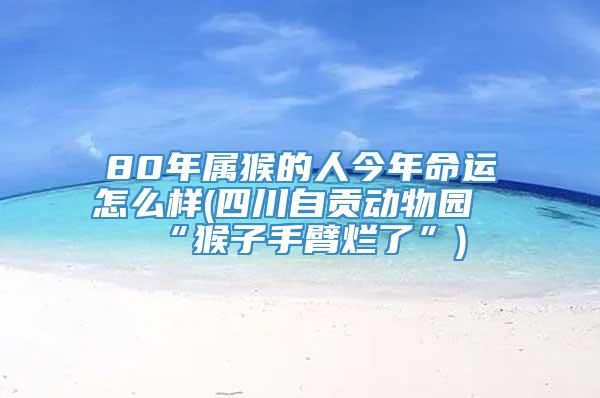 80年属猴的人今年命运怎么样(四川自贡动物园“猴子手臂烂了”)