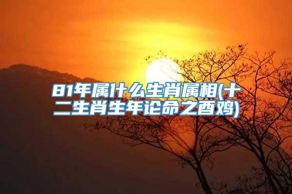 81年属什么生肖属相(十二生肖生年论命之酉鸡)