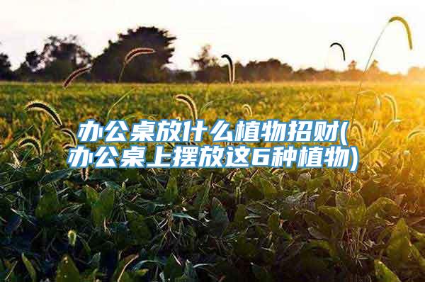 办公桌放什么植物招财(办公桌上摆放这6种植物)