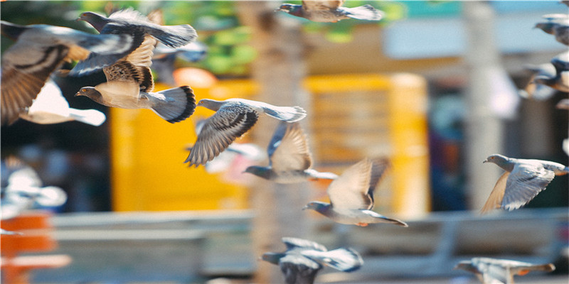 84年前的南京,有一个德国“活菩萨”