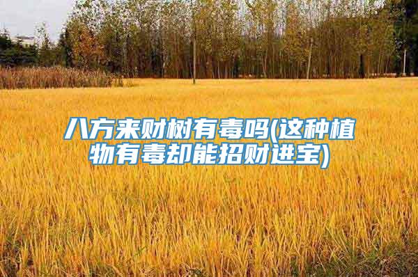 八方来财树有毒吗(这种植物有毒却能招财进宝)