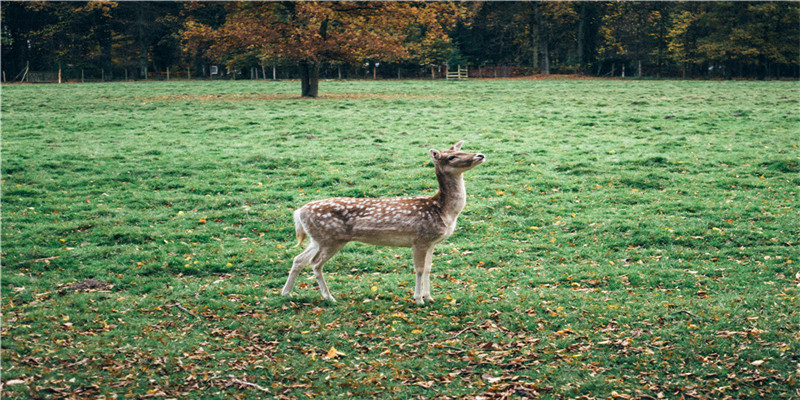 梦到很多猫是什么意思(做梦梦到女朋友说分手什么意思)