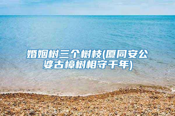 婚姻树三个树枝(厦同安公婆古樟树相守千年)