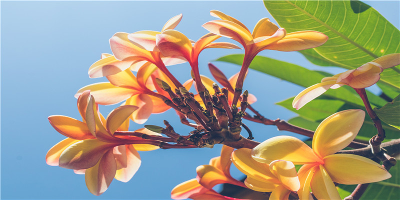 梦见“女朋友死了”是种怎么样的体验?