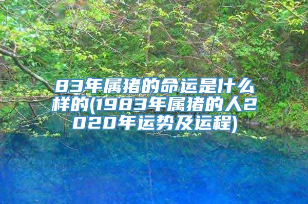 83年属猪的命运是什么样的(1983年属猪的人2020年运势及运程)