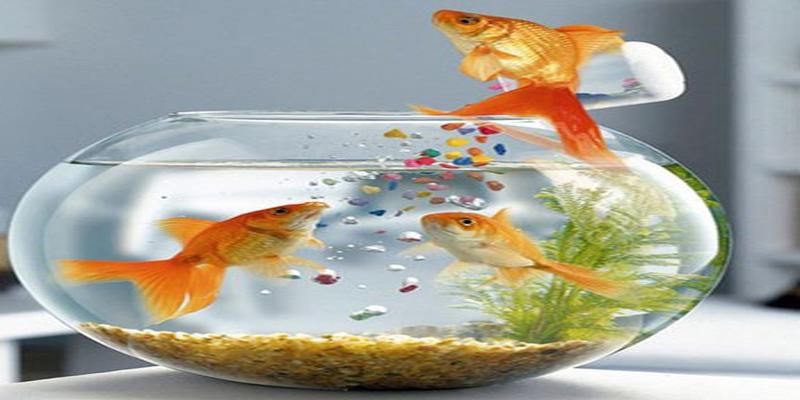 养鱼风水知识大全:家庭养鱼几条比较好?