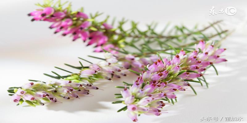 注定二婚命的生肖