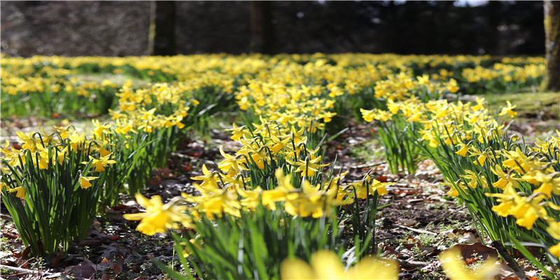 部编版语文下册1-6年级成语解释汇总!