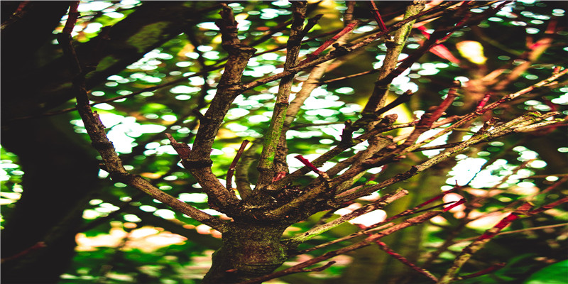 这么奇葩的梦幻西游帮派名,大概只有女流想得出来