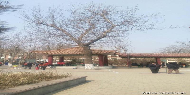 大庆新村算卦最准的地方电话(记忆中的天津王串场新村)