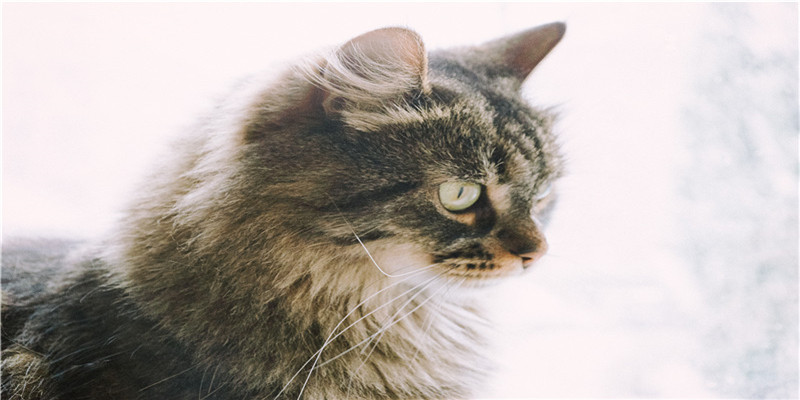 发愤图强的意思(发愤图强 释义)