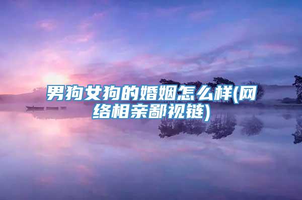 男狗女狗的婚姻怎么样(网络相亲鄙视链)