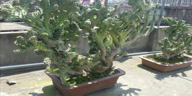 5种“丑花”，寓意却大，富贵又威武，再丑也要养一盆