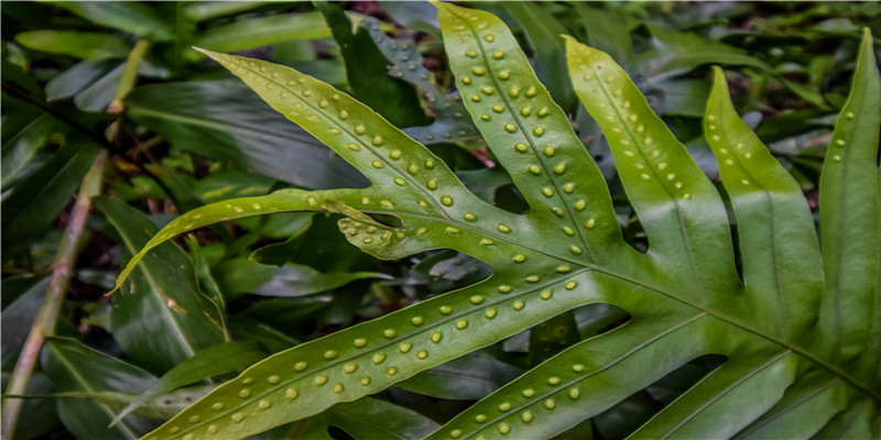 十二生肖对应的守护花你知道吗？赶紧看过来领走你的专属“生肖花