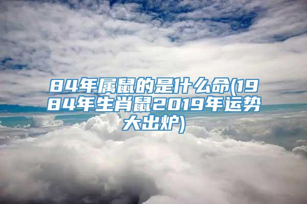 84年属鼠的是什么命(1984年生肖鼠2019年运势大出炉)