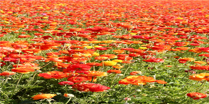 外公在我的梦里十三年,如今终于和解