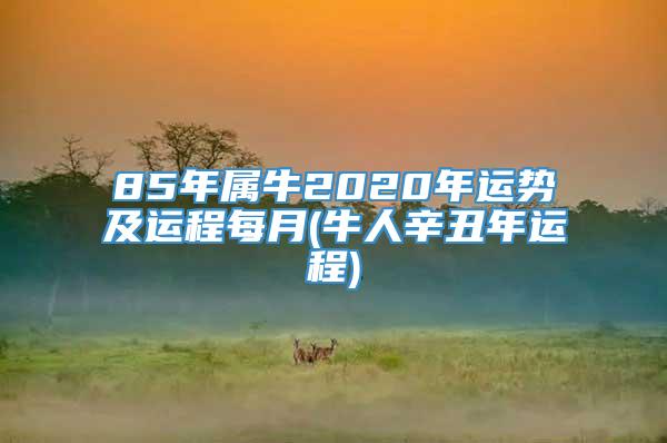 85年属牛2020年运势及运程每月(牛人辛丑年运程)