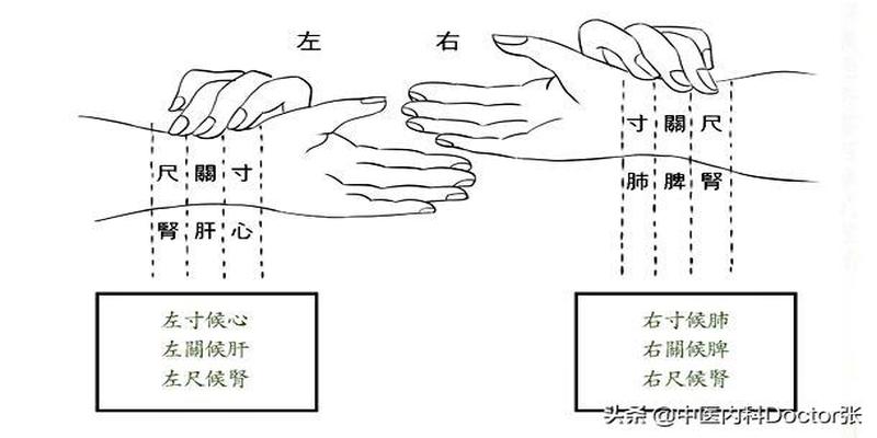 手把手教你把脉：7字歌诀+白话文解释！（上篇）