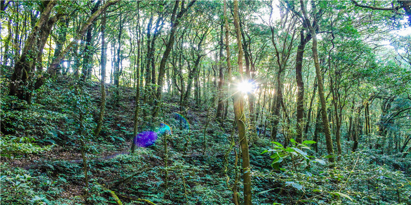 庭院种树有讲究，7种“镇宅树”有空地种一棵，旺财添福寓意好