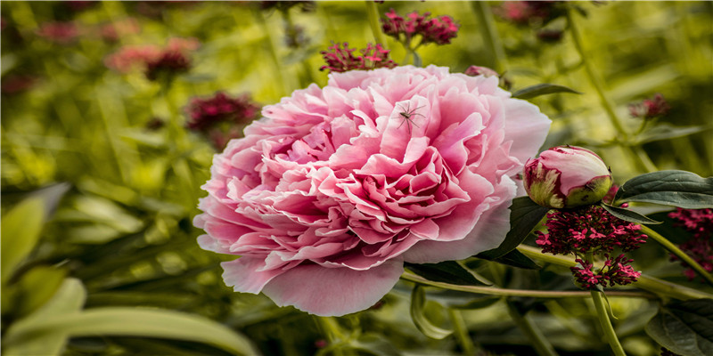 双胞胎姐妹花,飒