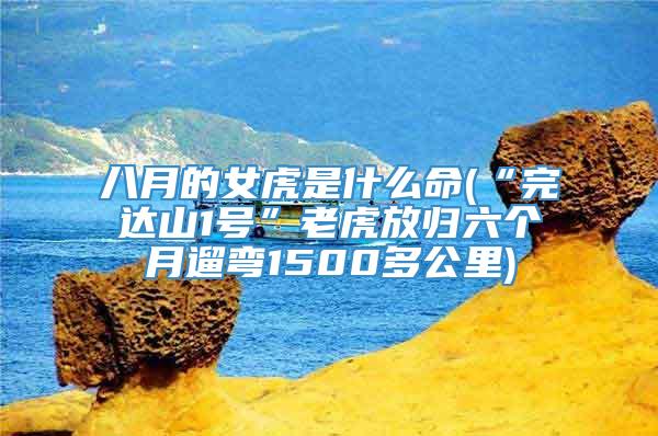 八月的女虎是什么命(“完达山1号”老虎放归六个月遛弯1500多公里)