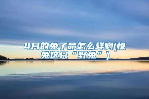 4月的兔子命怎么样啊(极兔这只“野兔”)