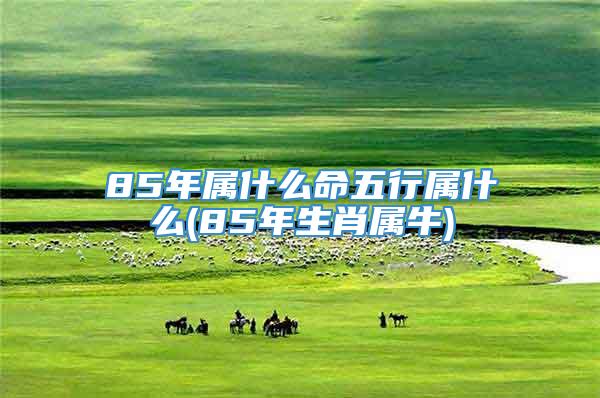 85年属什么命五行属什么(85年生肖属牛)