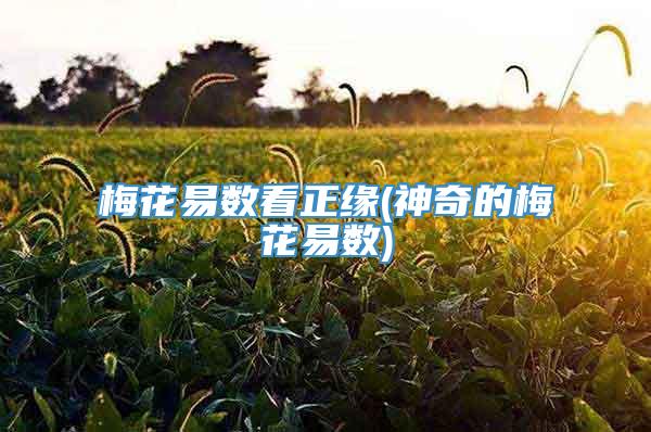 梅花易数看正缘(神奇的梅花易数)